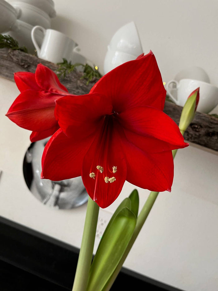 Amaryllis Winter Garden | Christmas Gift | Best Seller