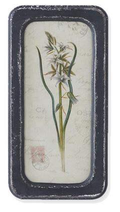 Black Framed Botanical Prints