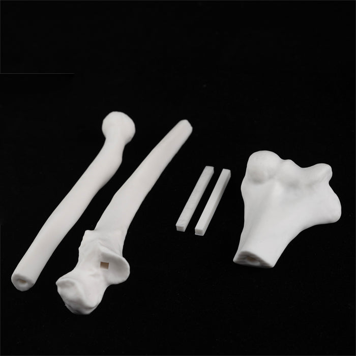 high temperature resin 3D printed white bone anatomy models femur hip and pelvis parts