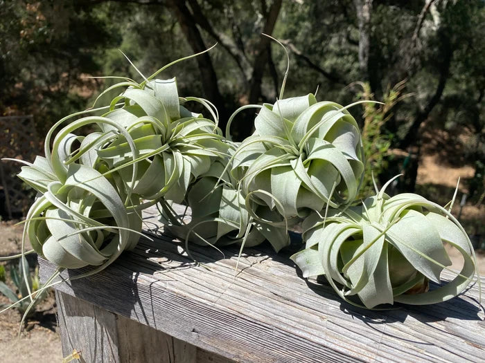 Small Tillandsia Xerographica