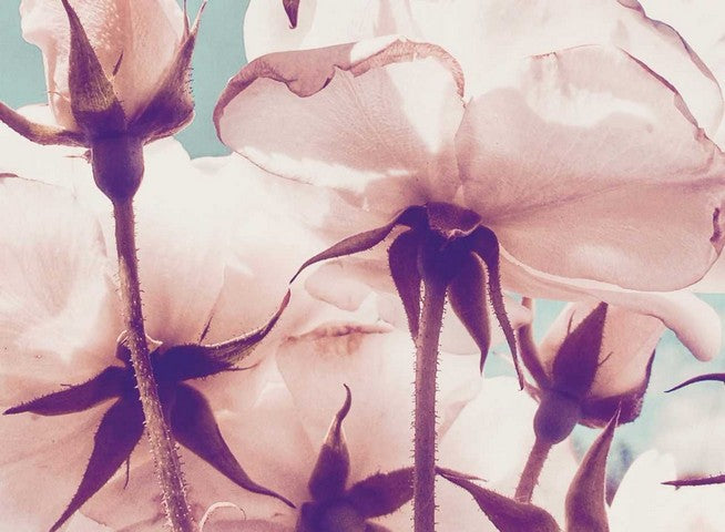 Flower image | Karen Tonna | Print Decor