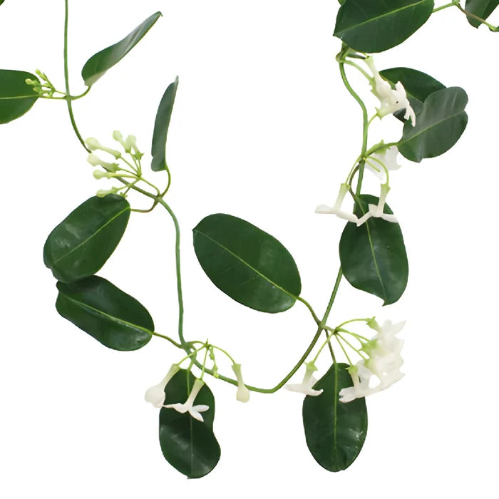 Stephanotis Wedding Vine