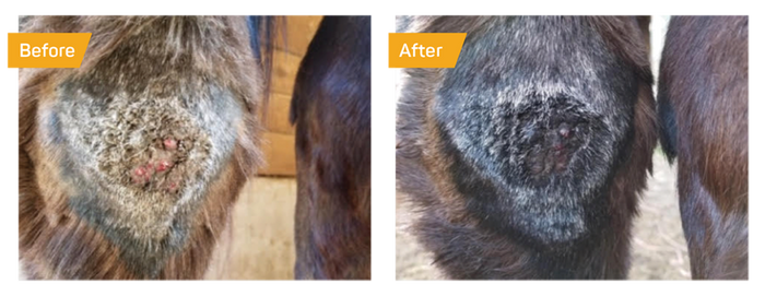 Absorbine Silver Honey Spray