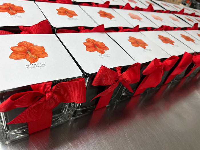 Amaryllis Winter Garden | Christmas Gift | Best Seller