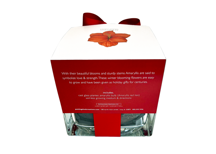 Amaryllis Winter Garden | Christmas Gift | Best Seller