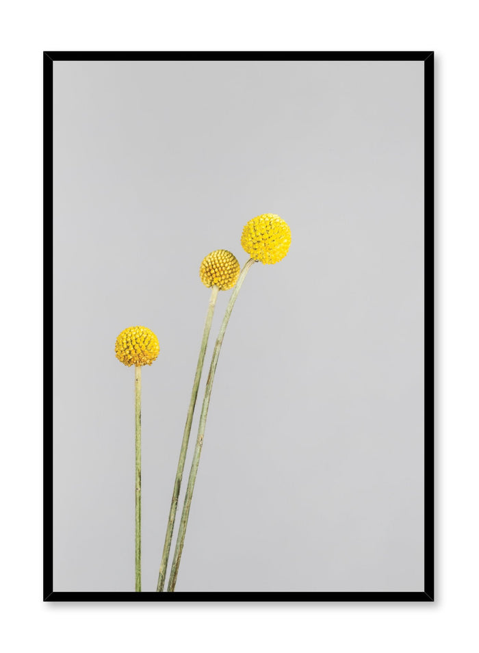 Scandinavian poster by Opposite Wall with minimalist photo of Billy Buttons