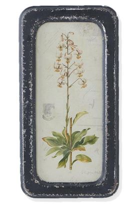 Black Framed Botanical Prints