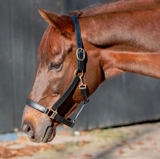 Equinavia Valkyrie Classic Leather Halter