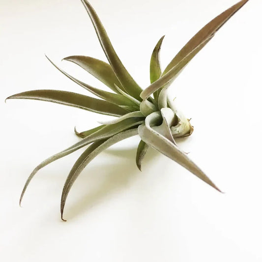 Large Harrisii Air Plant