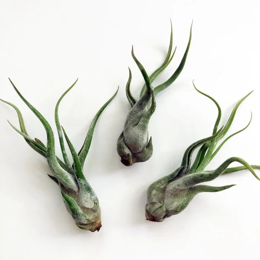 Medium Tillandsia Medusae Air Plant