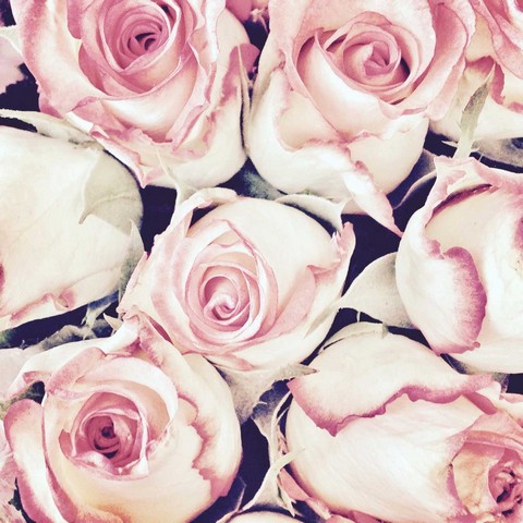 Flower image | Karen Tonna | Print Decor