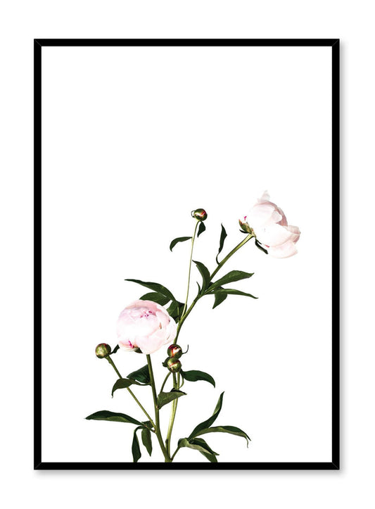 Scandinavian poster by Opposite Wall with trendy art photo of peonies - Romance