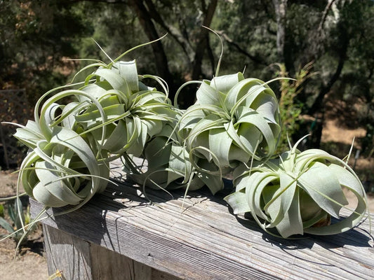 Small Tillandsia Xerographica